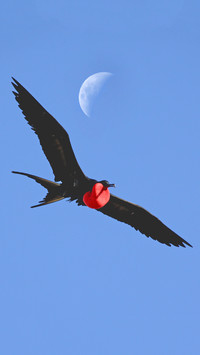 Warship birds only sleep for 45 minutes