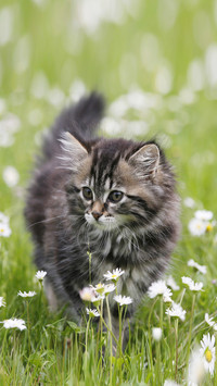 Meow star people love to eat soil 01