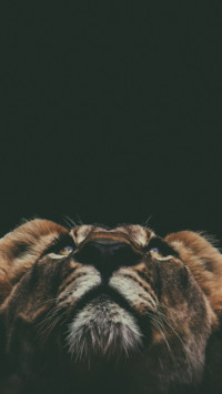 King Of Jungle (9)