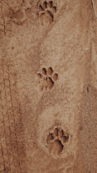King Of Jungle (10)