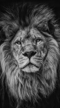 King Of Jungle (2)