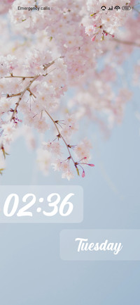 Cherry blossom