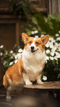 The dog showed 64 spoiled