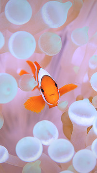 The Impossible Clown Fish 1
