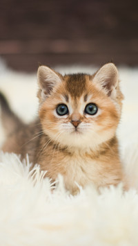 Cute pet-04