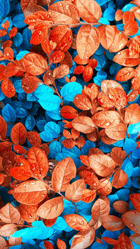 Red flowers in the rainy season