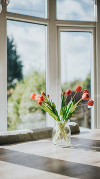 Tulips by the window
