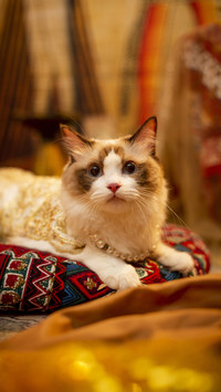 How to bathe a cat 4