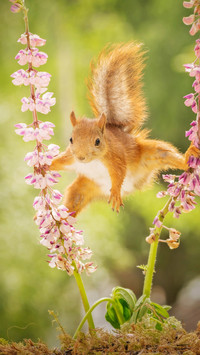The smartest animal 3