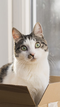 Why do rural cats prefer to run away from home 5