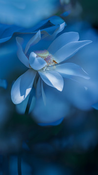 Lotus of Dreams