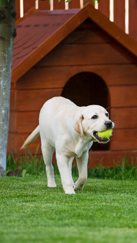 Tennis as a dog toy hidden 86