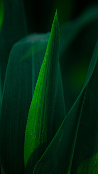 Blooming Corn with Dew on the Leaves