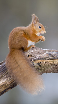 Highly intelligent animals 7