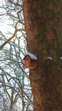 Bird Tree House