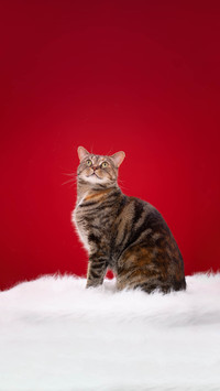 Killer words that make cats react in seconds