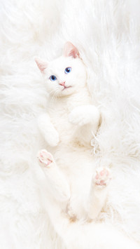 Beautiful White Cat Playing on Shaggy Flokati Rug