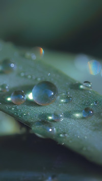 雨露清明 (4)