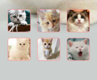 猫猫