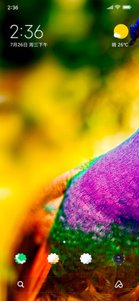 Peacock_DWM2