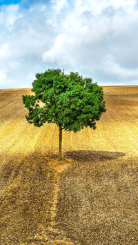 Lonely Tree on a derelict field near Auxerre in France