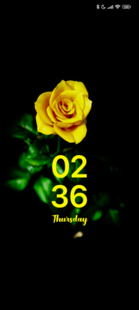 Yellow Rose