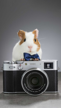 The dutch pig is not a pig