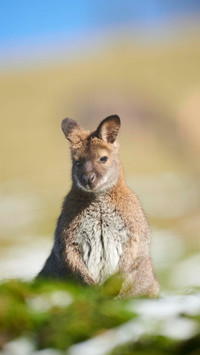 Kangaroos starve to death