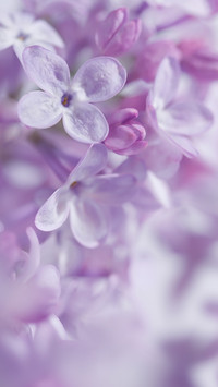 甜美丁香花