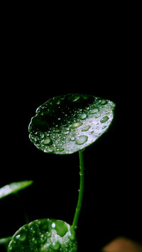 谷雨 与春天的告别