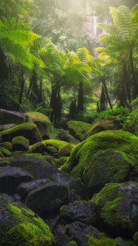 The forest of the tree fern valley
