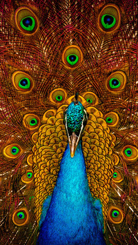 india-peacock