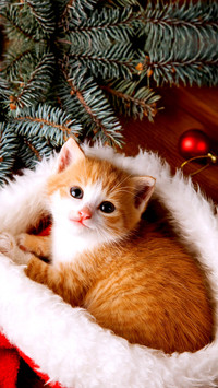 Ginger kitten in santa hat