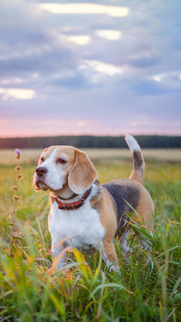 Beagle dog on a walk in the summer on the background
