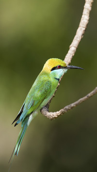 Green bee-eater bird on a branch 