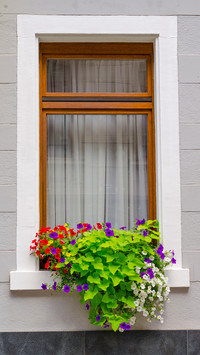 The flowers on the windowsill