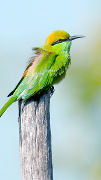 Green birds perch on the branches