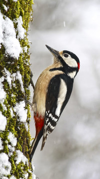 Great Spotted Woodpecker on Tree