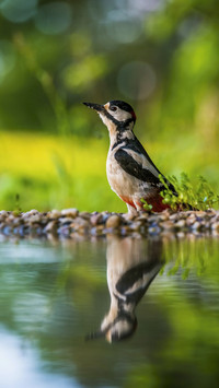 Great Spotted Woodpecker by Water