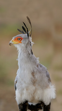 Portrait of Secretary Bird