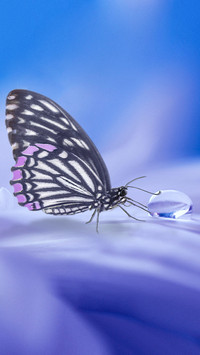 The Butterfly effect (1)