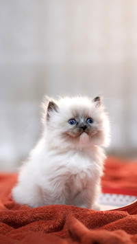 猫咪为什么喜欢咬人