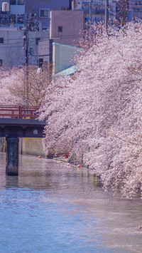 Cherry blossoms in splendor