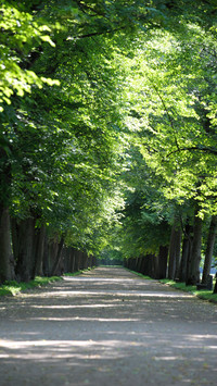 Eye-friendly forest wallpapers