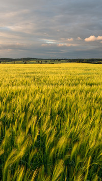 Green fields in Staffordshire, England