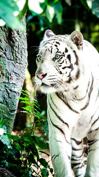 tiger (9)