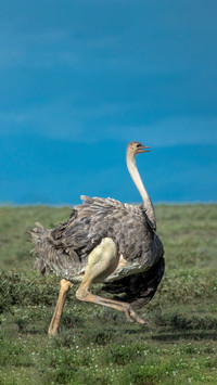 Ostriches like to bury their heads in sand
