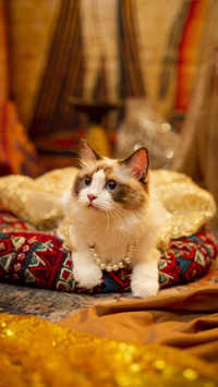 The unique cat culture of chinese people