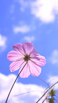 格桑花 (2)