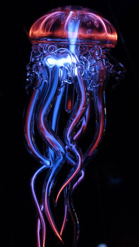水母